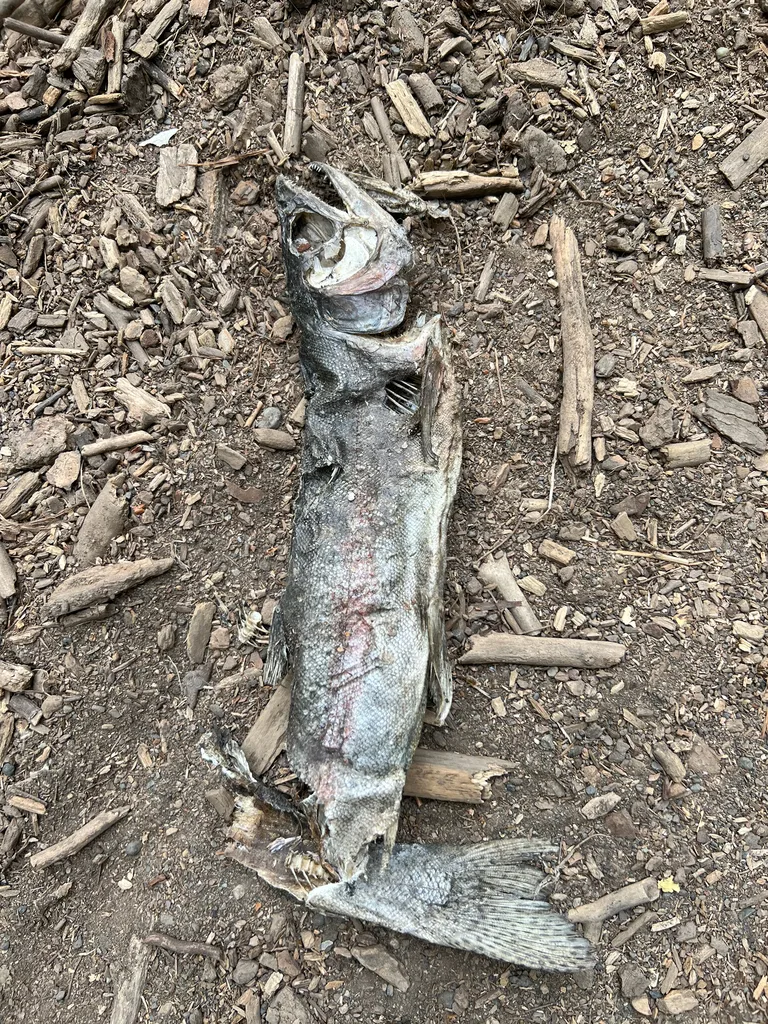 Rainbow trout — Thompson River, Sep 13, 2026