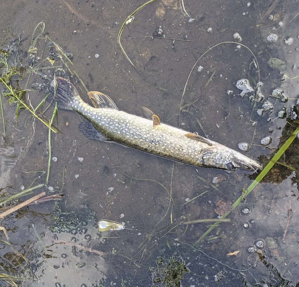 Pike — Minnow Lake, Sep 13, 2026