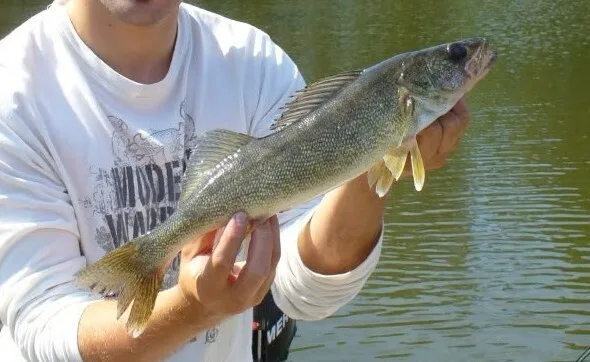 Walleye — Rivière des Mille Îles, Aug 27, 2012