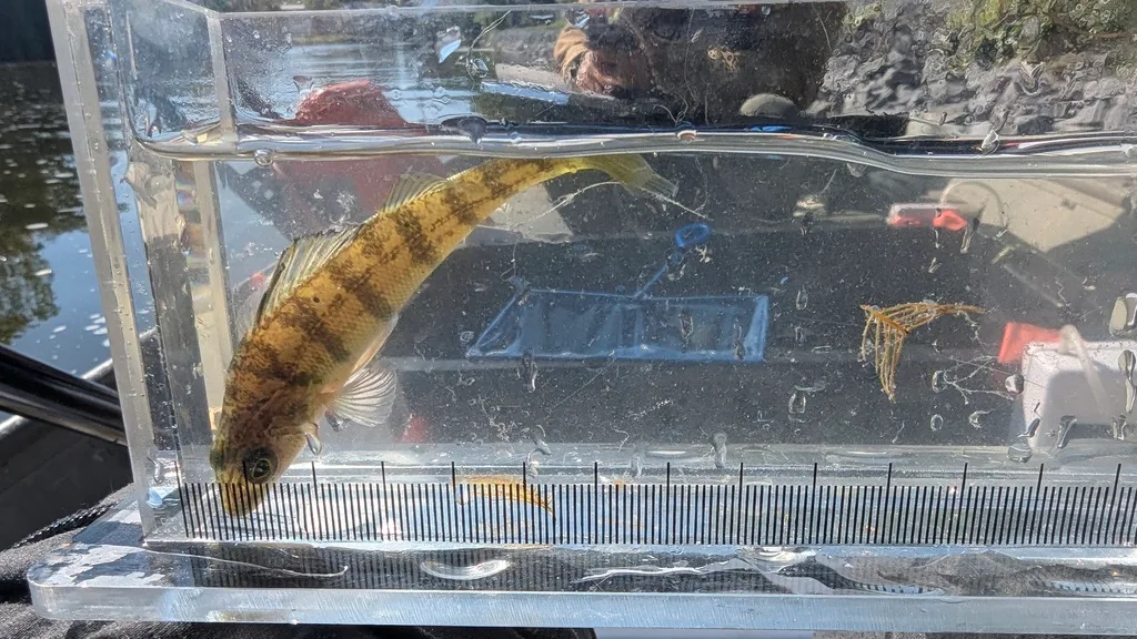 Yellow perch — Scugog River, Sep 14, 2026