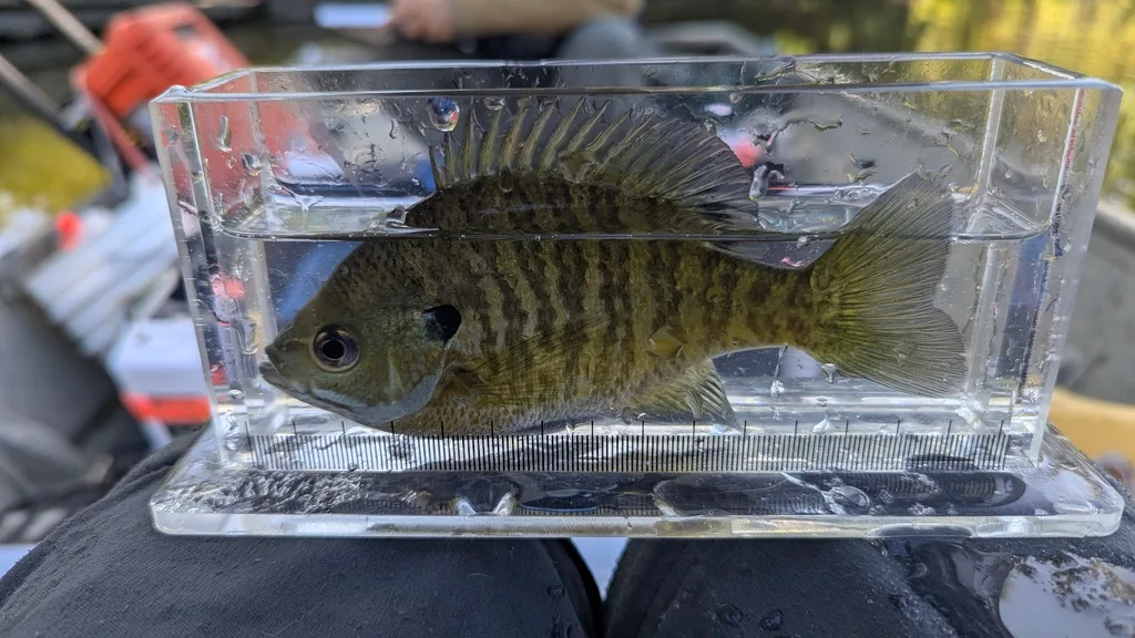 Bluegill, Largemouth bass — Scugog River, Sep 14, 2026