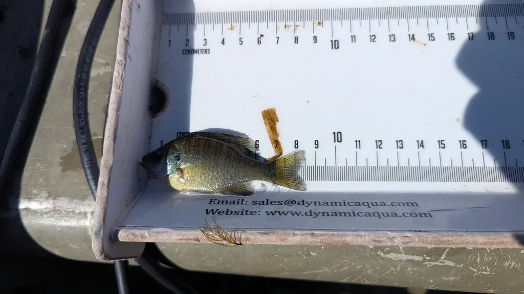 Bluegill, Black crappie — Scugog River, Sep 14, 2026