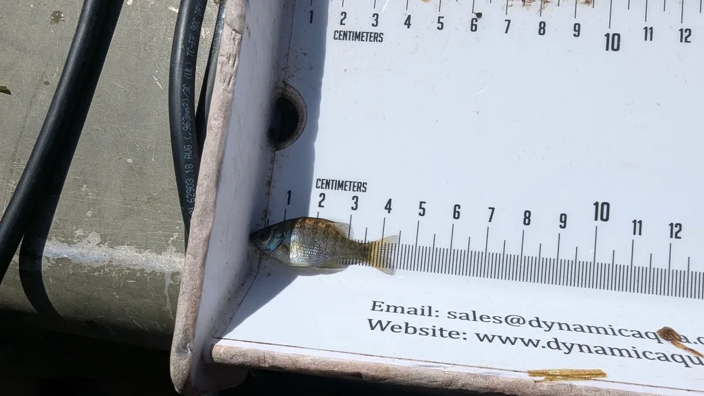 Bluegill, Yellow perch — Scugog River, Sep 14, 2026