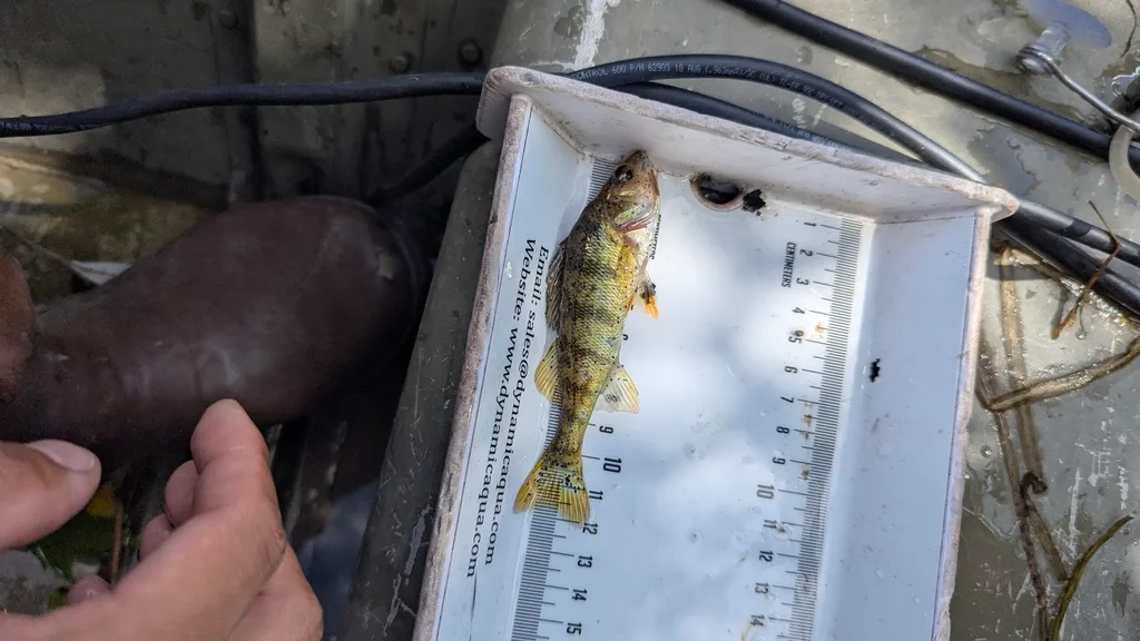Yellow perch — Scugog River, Sep 14, 2026