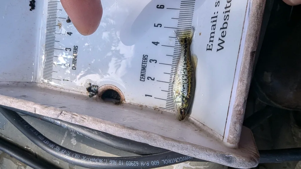 Largemouth bass, Yellow perch — Scugog River, Sep 14, 2026