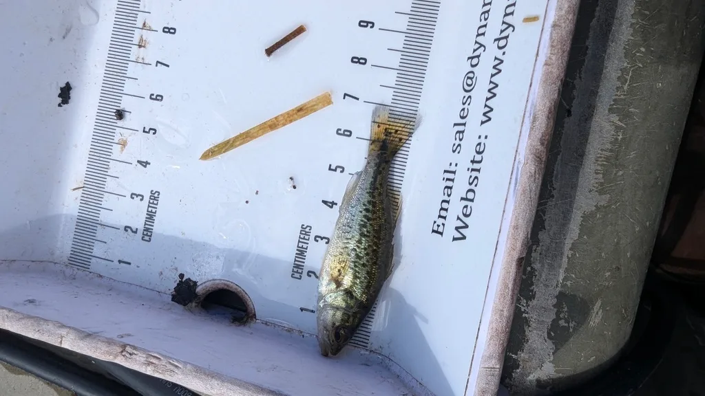 Largemouth bass, Yellow perch — Scugog River, Sep 14, 2026