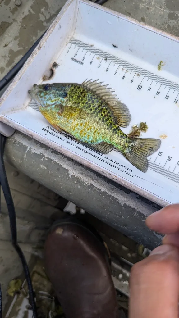 Bluegill — Scugog River, Sep 14, 2026