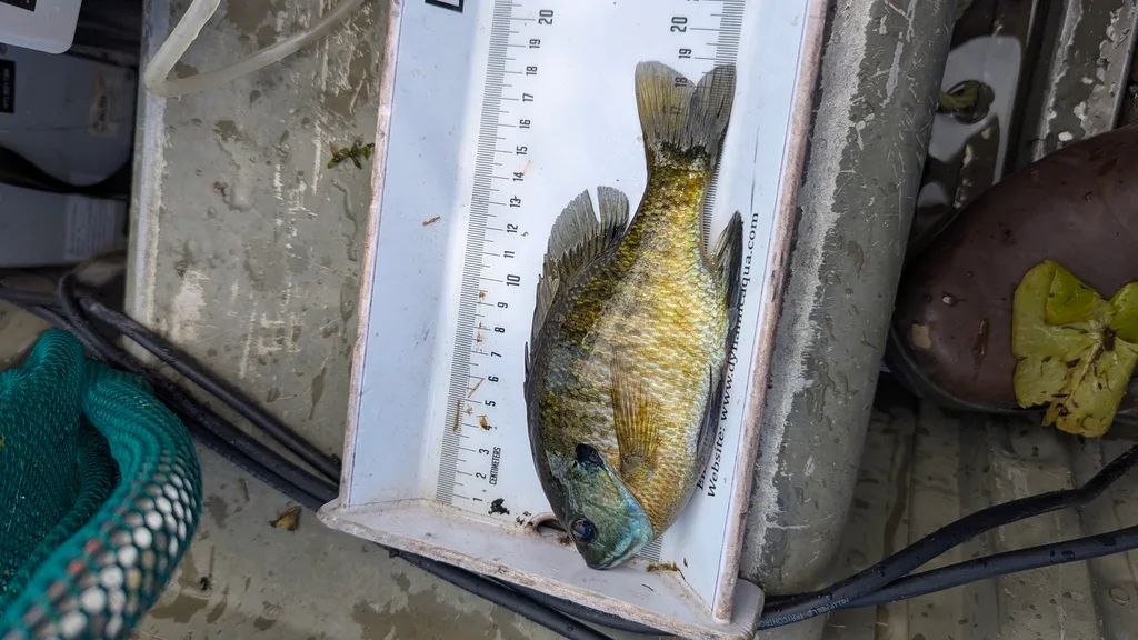 Bluegill, Yellow perch — Scugog River, Sep 14, 2026