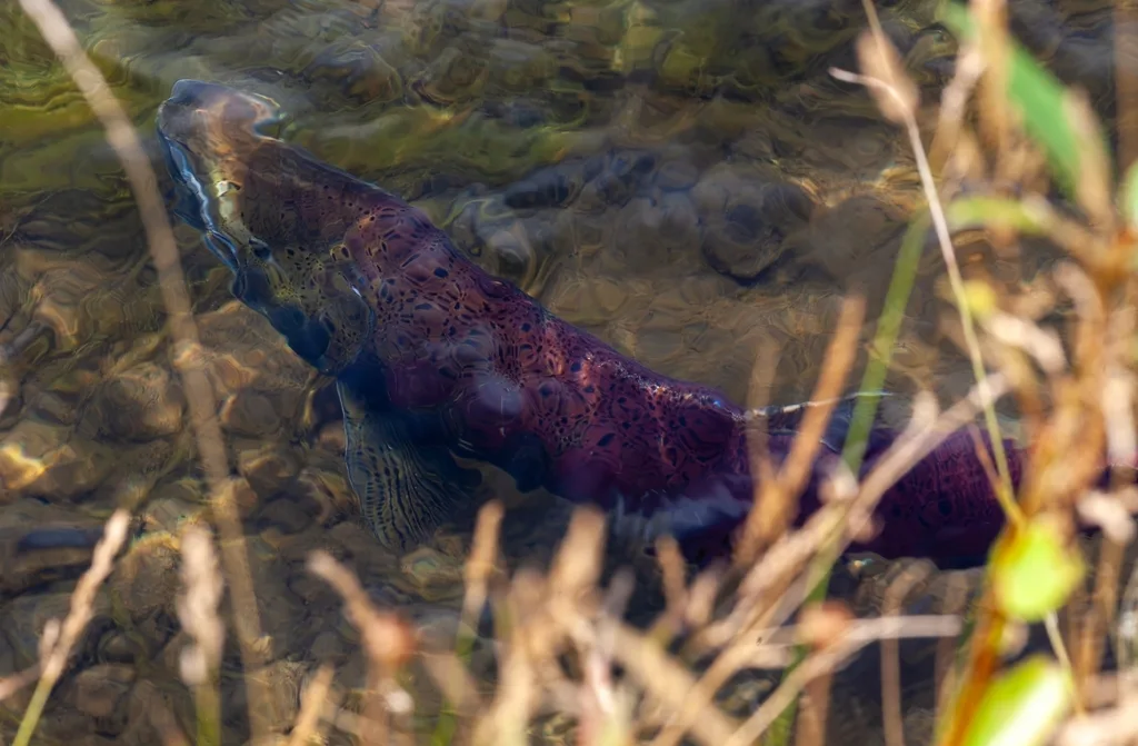 Chinook salmon — Coldwater River, Sep 14, 2026