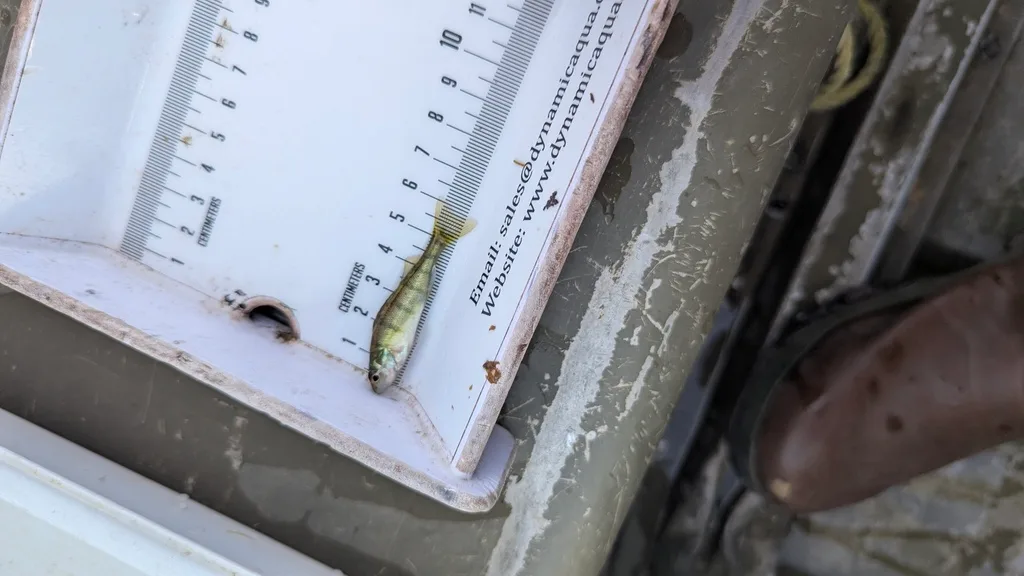 Yellow perch — Scugog River, Sep 16, 2026