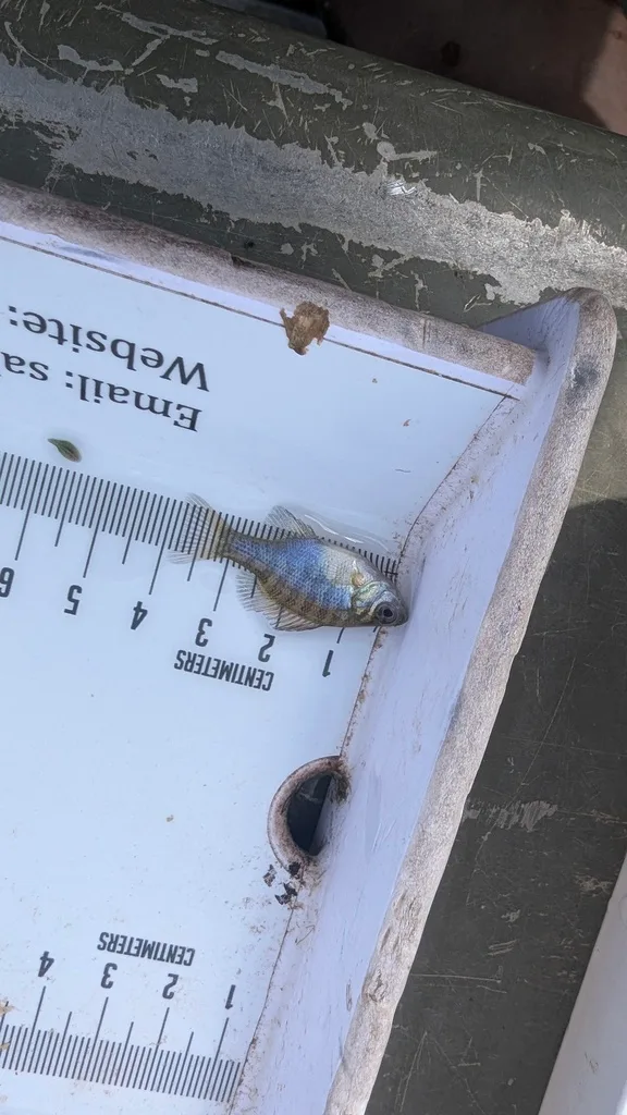 Bluegill — Scugog River, Sep 16, 2026