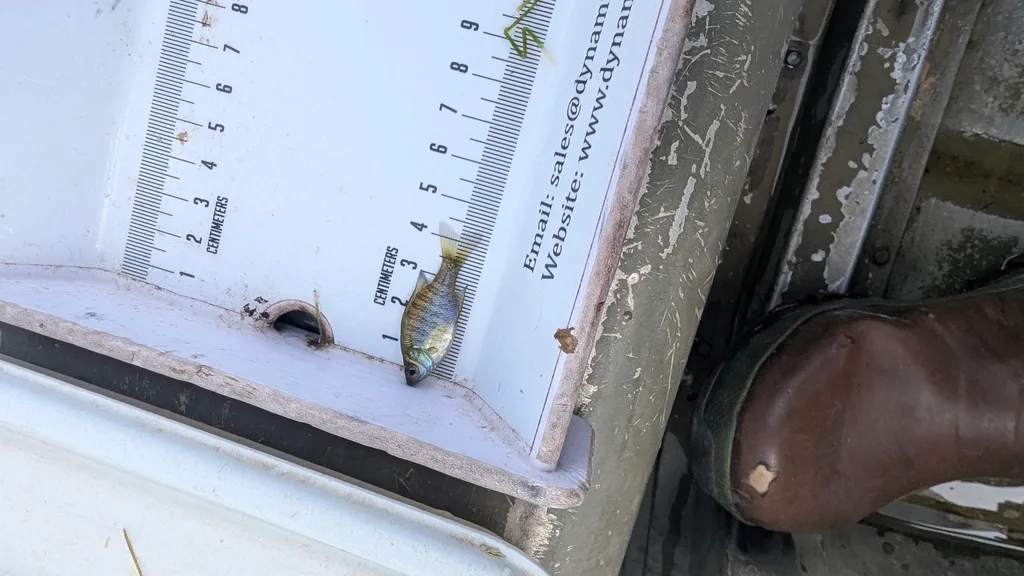 Bluegill, Yellow perch — Scugog River, Sep 16, 2026