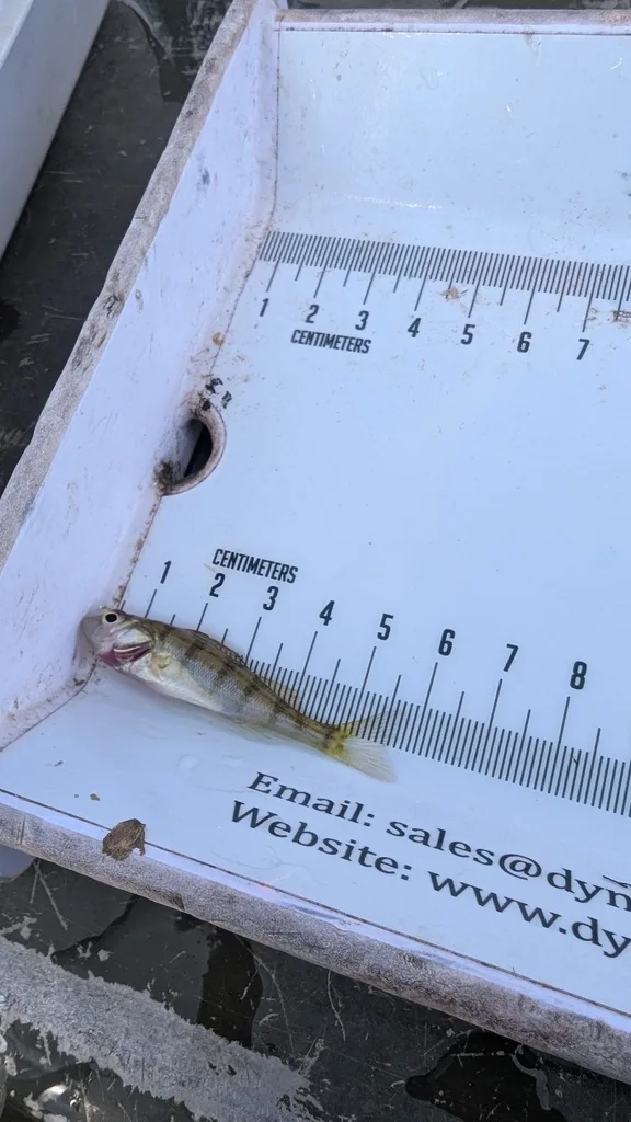 Yellow perch — Scugog River, Sep 16, 2026