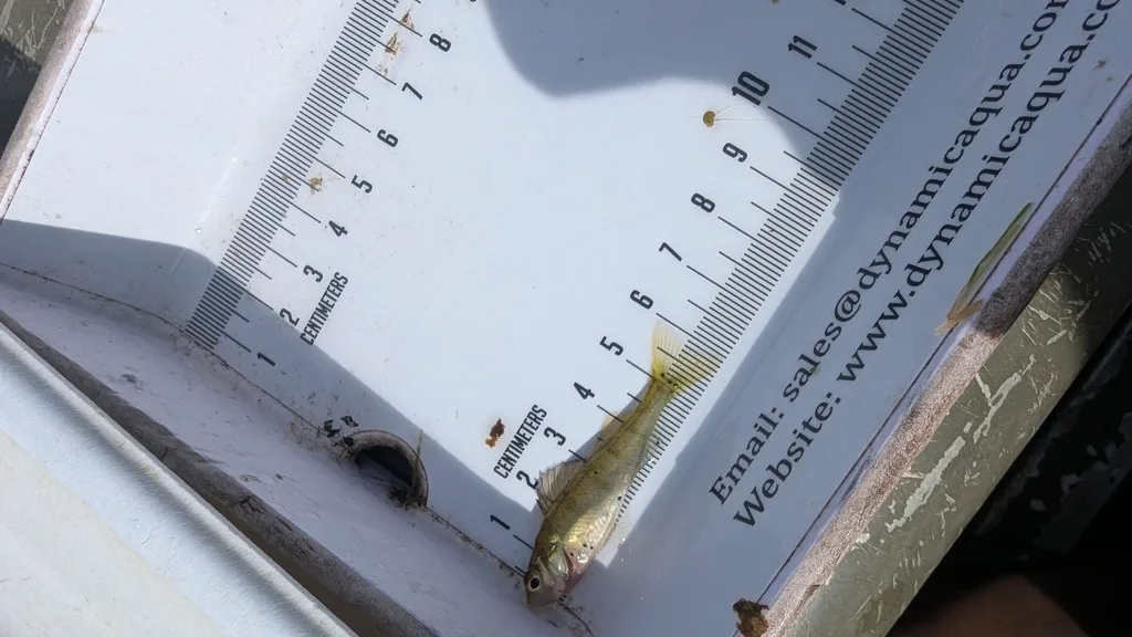 Yellow perch — Scugog River, Sep 16, 2026