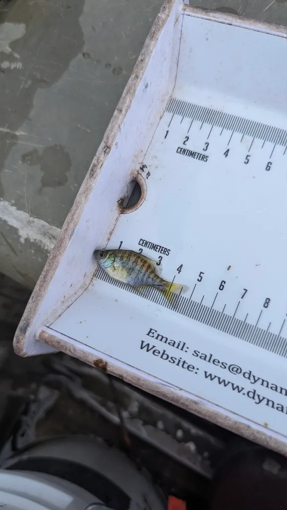 Bluegill, Yellow perch — Scugog River, Sep 16, 2026