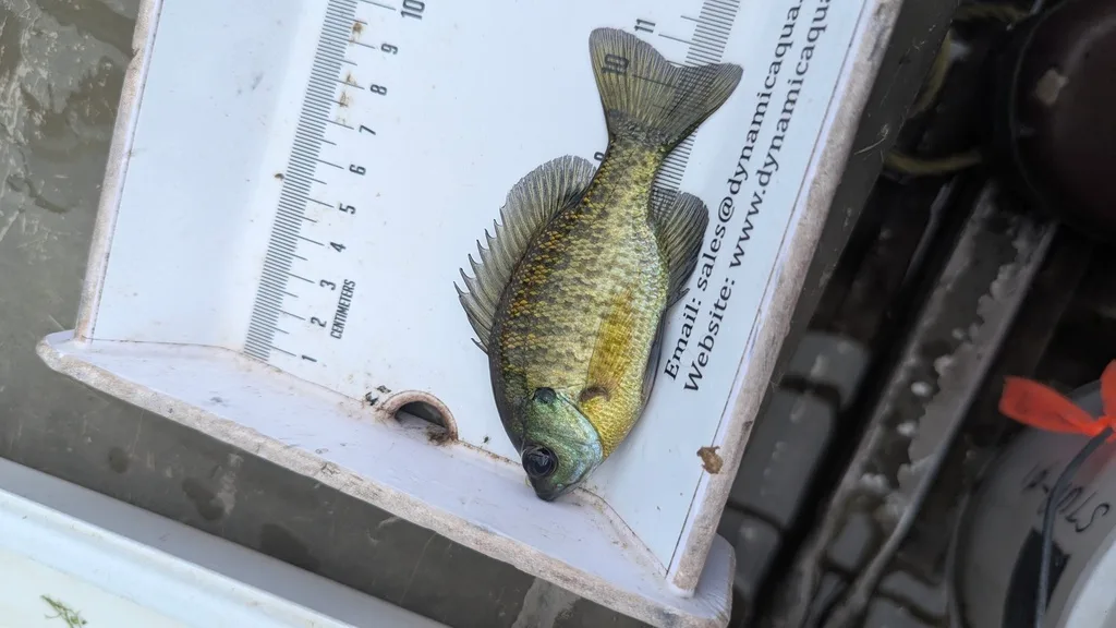 Bluegill — Scugog River, Sep 16, 2026
