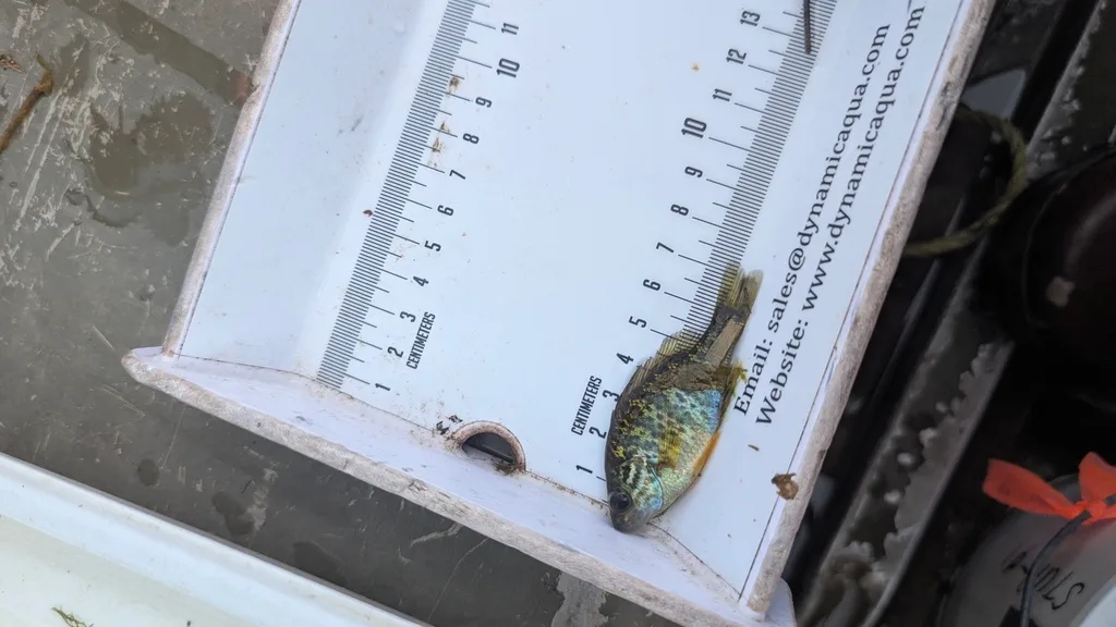 Bluegill — Scugog River, Sep 16, 2026