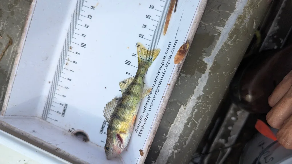 Yellow perch — Scugog River, Sep 16, 2026