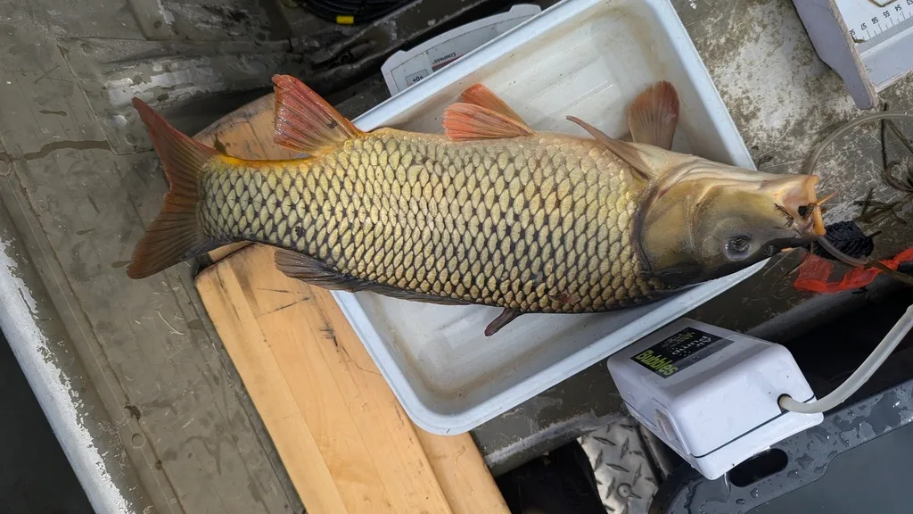 Carp — Scugog River, Sep 16, 2026