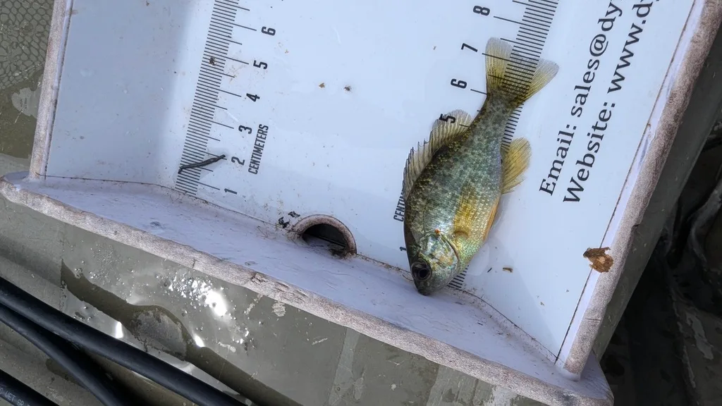 Bluegill, Yellow perch — Scugog River, Sep 16, 2026