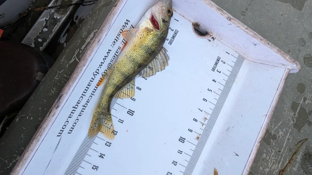 Yellow perch — Scugog River, Sep 16, 2026
