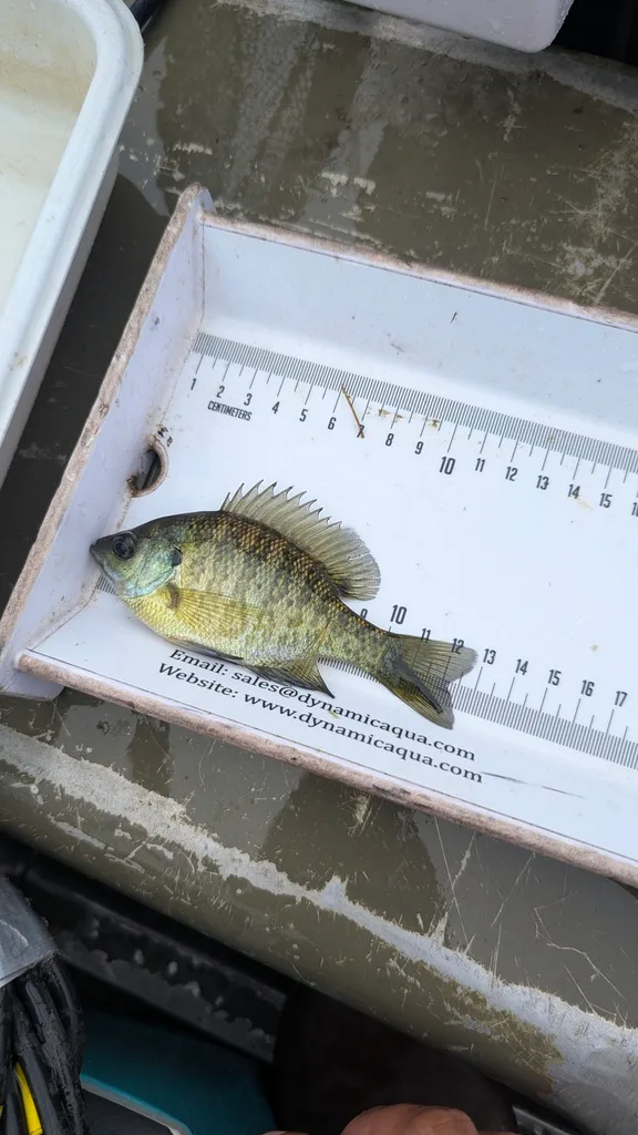Bluegill, Yellow perch — Scugog River, Sep 17, 2026