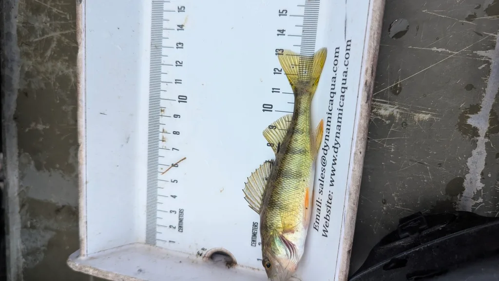 Yellow perch — Scugog River, Sep 17, 2026