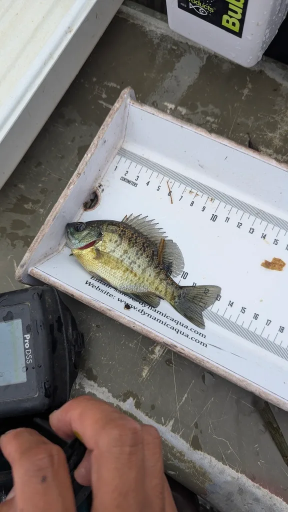 Bluegill — Scugog River, Sep 17, 2026