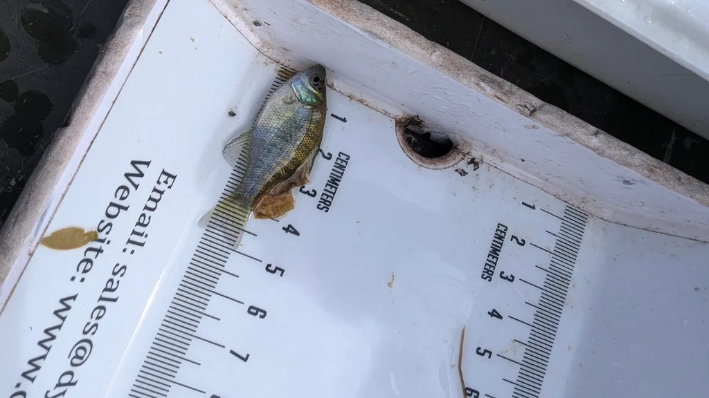Bluegill, Black crappie — Scugog River, Sep 17, 2026