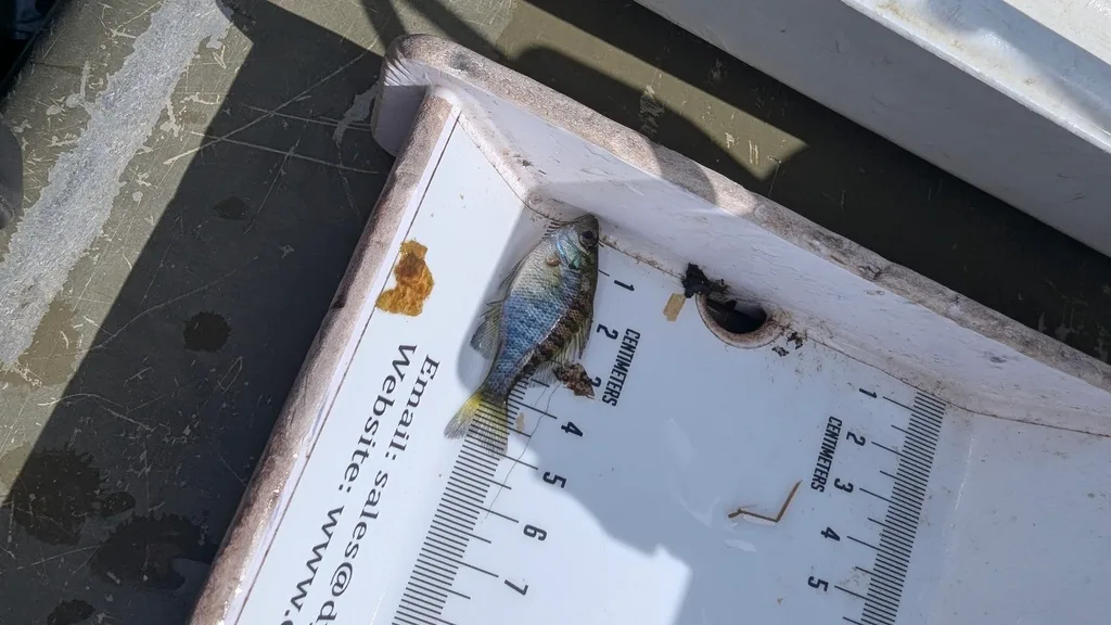 Bluegill — Scugog River, Sep 17, 2026