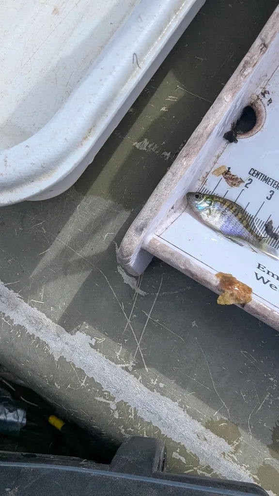Bluegill, Yellow perch — Scugog River, Sep 17, 2026