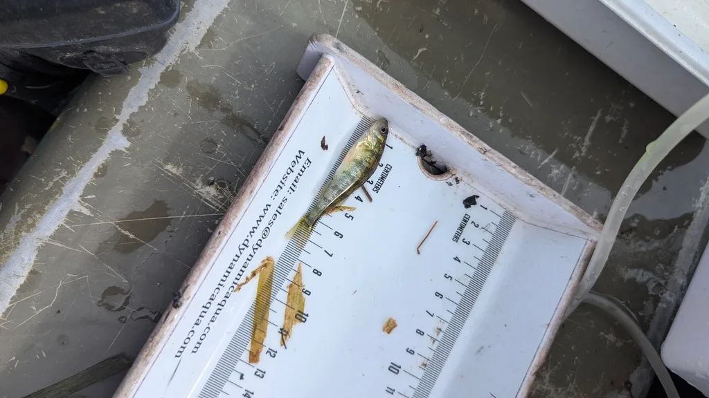 Yellow perch — Scugog River, Sep 17, 2026
