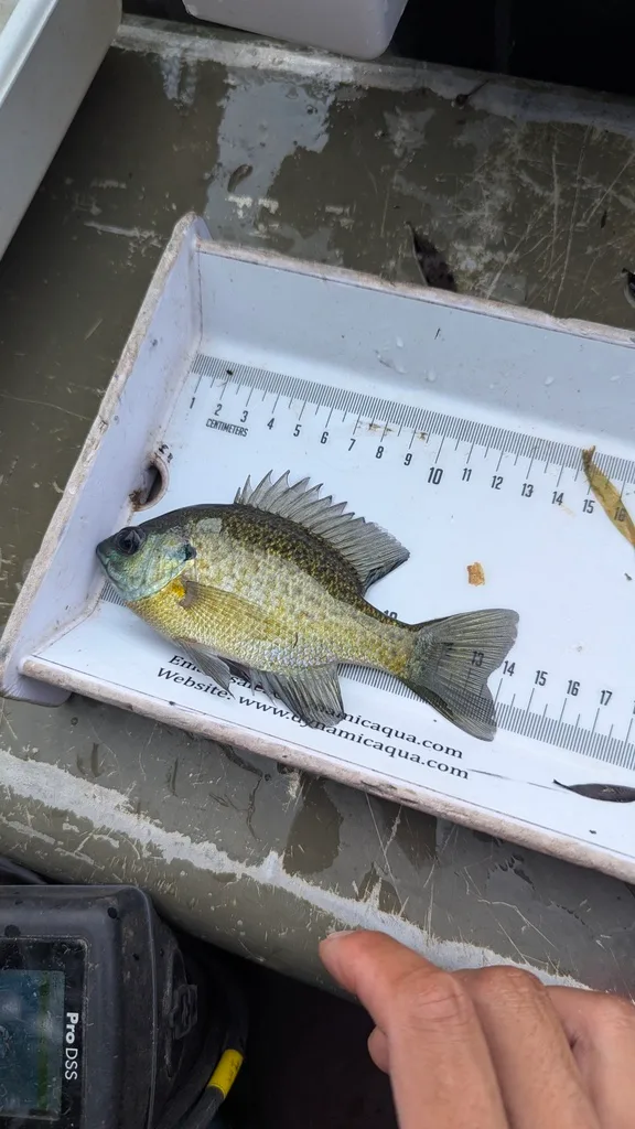 Bluegill — Scugog River, Sep 17, 2026