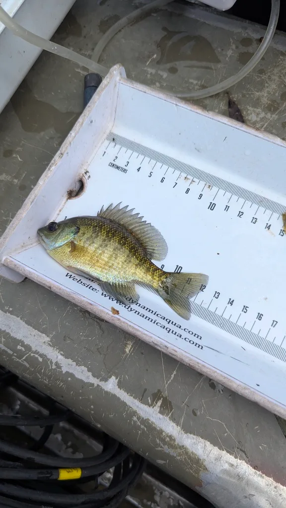 Bluegill — Scugog River, Sep 17, 2026