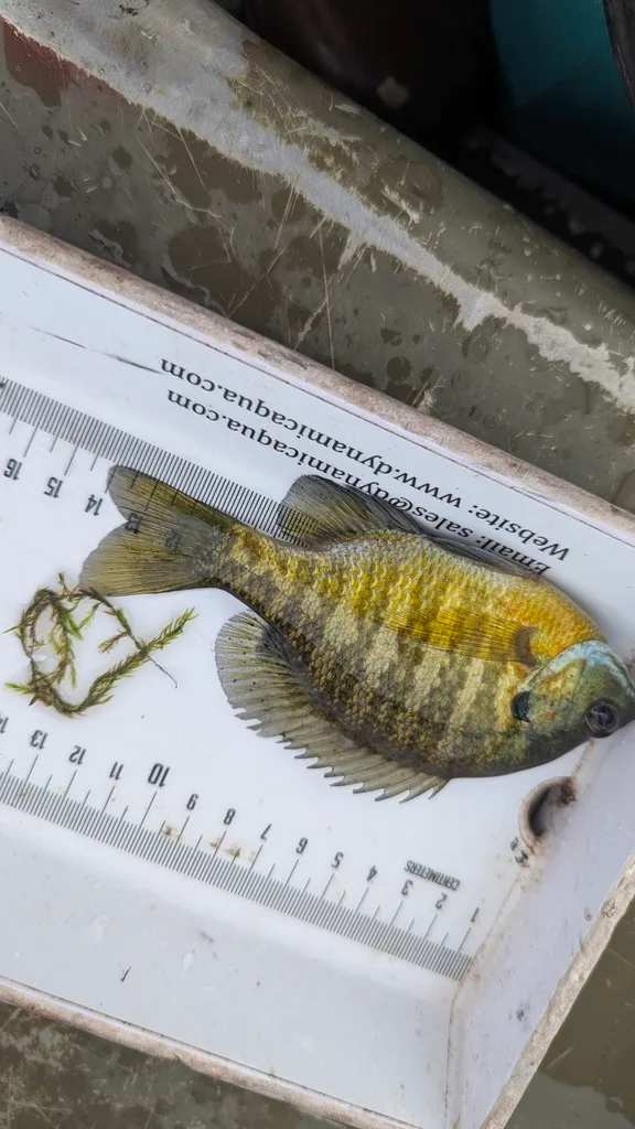 Bluegill, Yellow perch — Scugog River, Sep 17, 2026