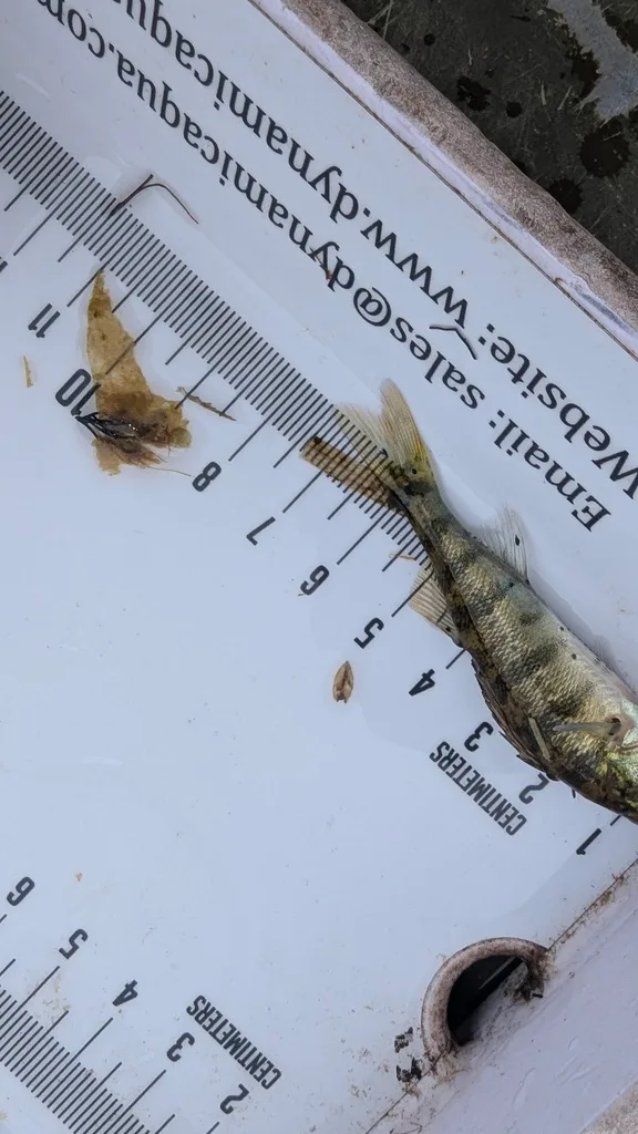 Yellow perch — Scugog River, Sep 17, 2026