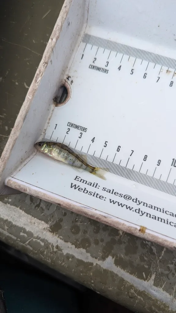 Yellow perch — Scugog River, Sep 17, 2026