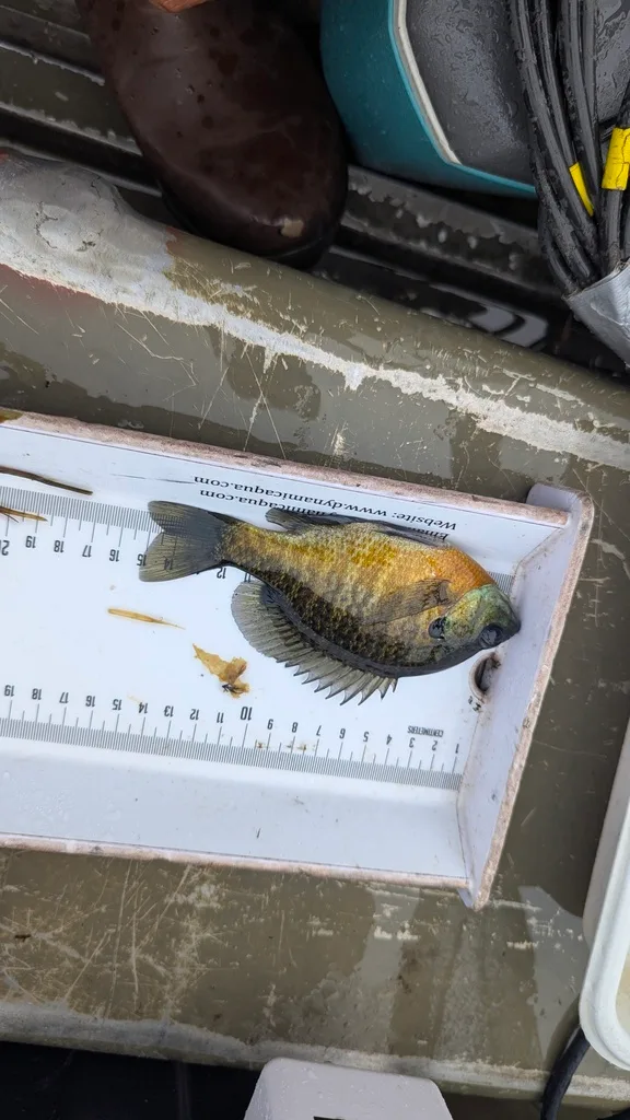Bluegill — Scugog River, Sep 17, 2026