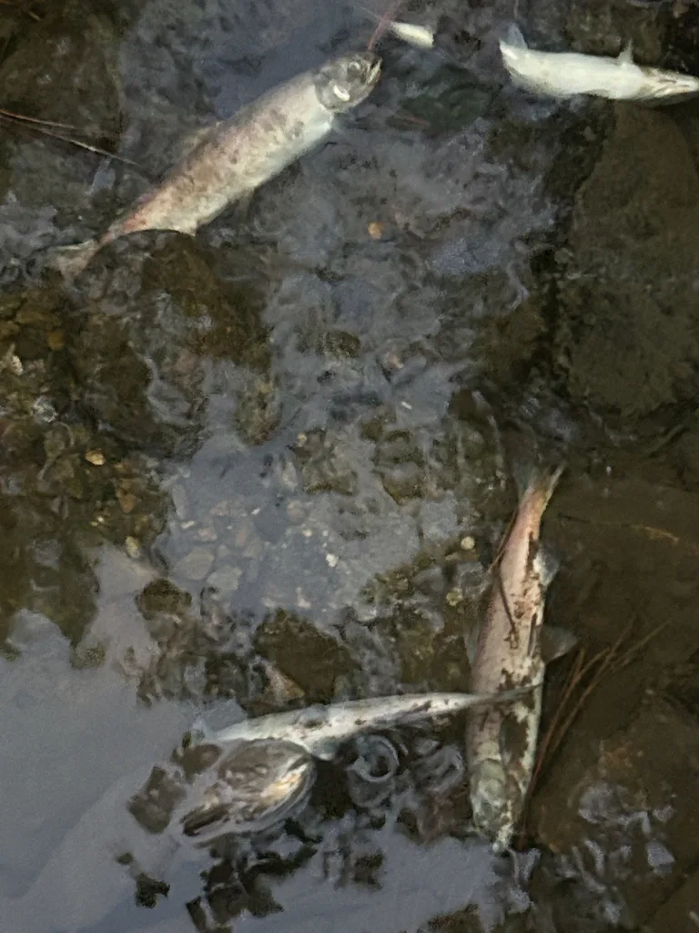 Sockeye salmon — Mission Creek, Sep 18, 2026
