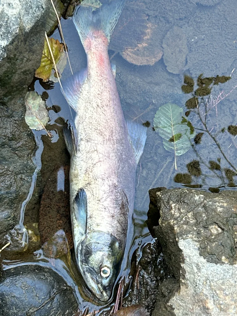 Sockeye salmon — Mission Creek, Sep 18, 2026
