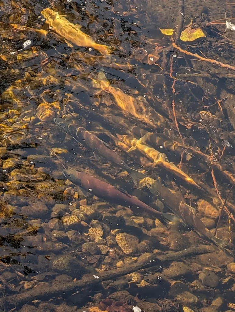 Sockeye salmon — Penticton Creek, Sep 18, 2026