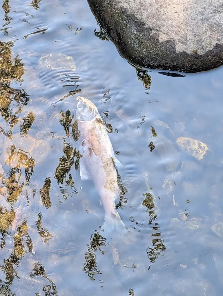 Sockeye salmon — Penticton Creek, Sep 18, 2026