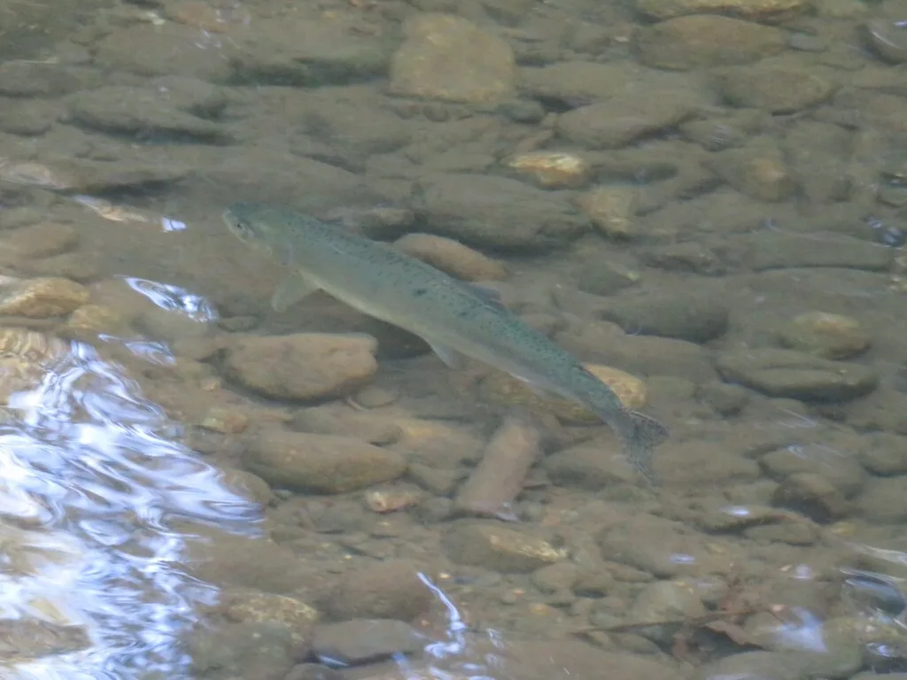 Pink salmon — Quinsam River, Sep 15, 2026