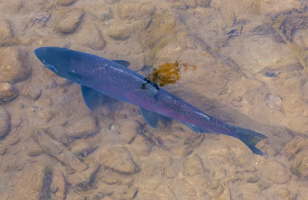 Chinook salmon — Coldwater River, Sep 21, 2026