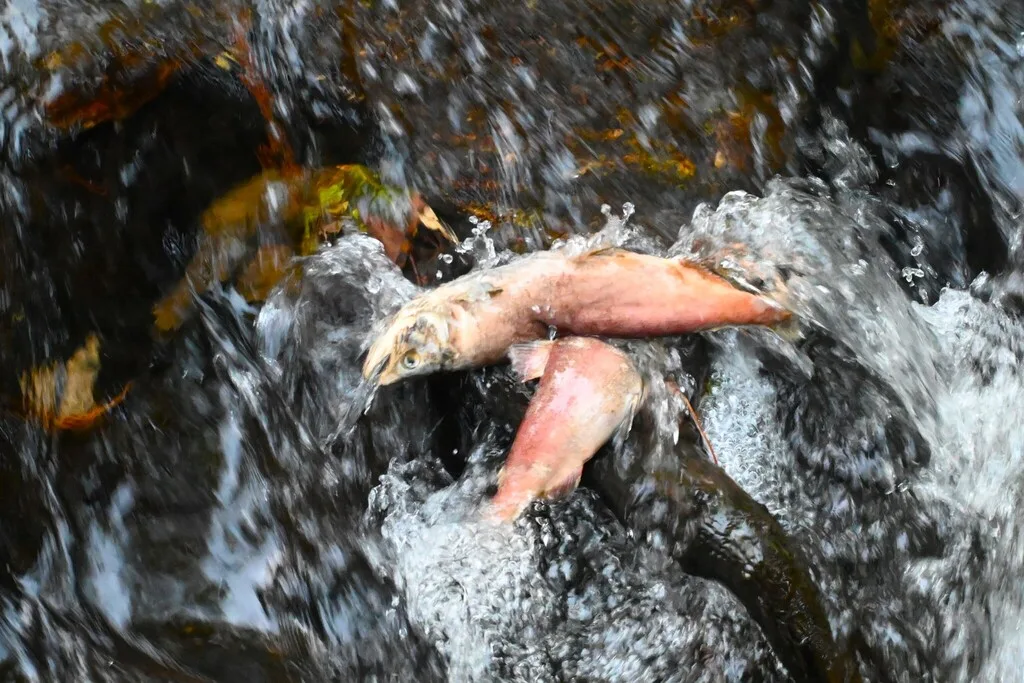 Sockeye salmon — Mission Creek, Sep 17, 2026