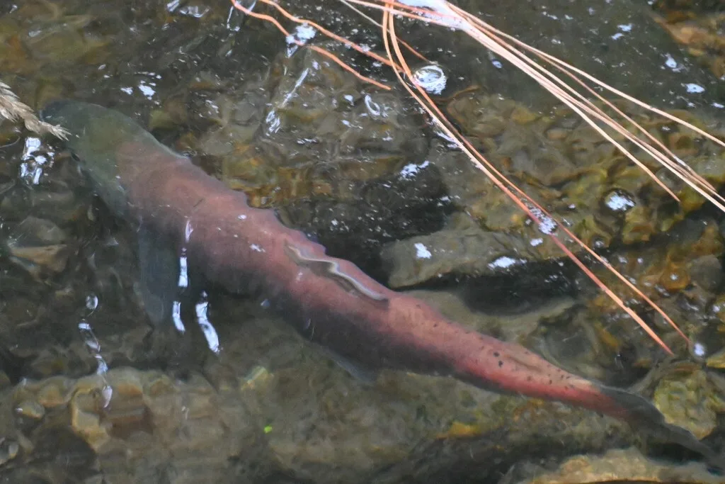 Sockeye salmon — Mission Creek, Sep 17, 2026