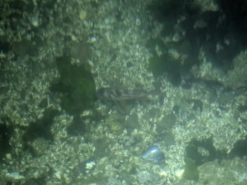 Rockfish — Duffin Passage, Sep 17, 2026