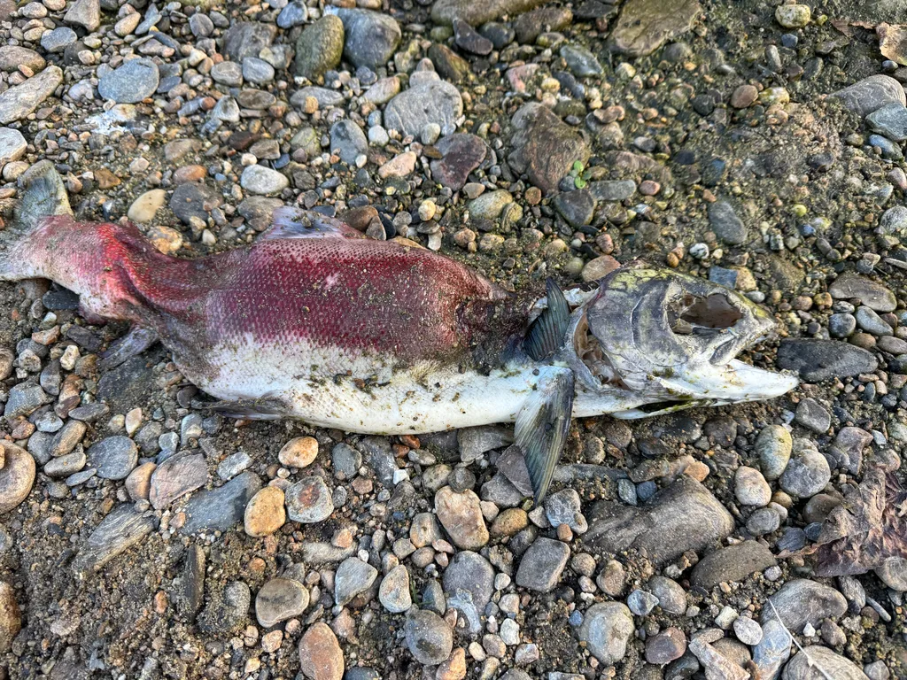 Sockeye salmon — Raft River, Sep 21, 2026