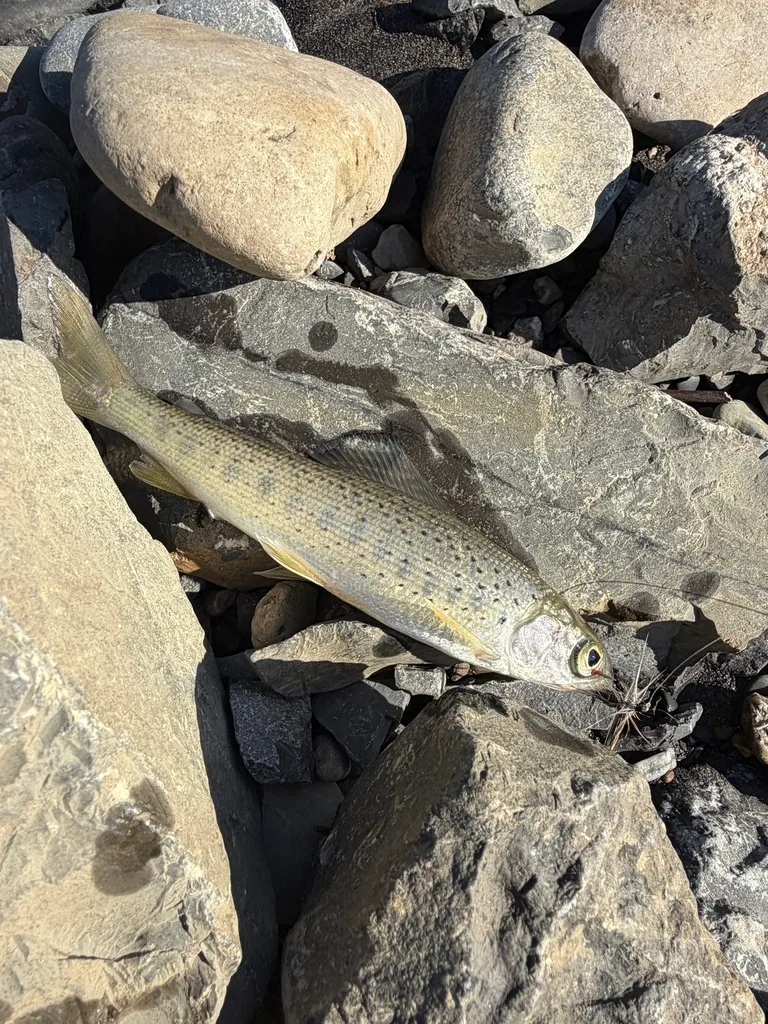 Grayling — Ogilvie River, Jul 21, 2026