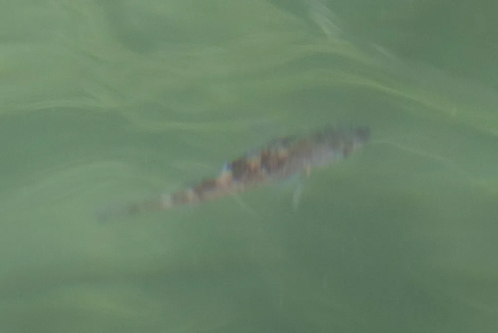 Rockfish — Duffin Passage, Sep 21, 2026